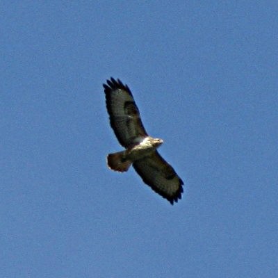 Picture of Common Buzzard in Flight, © Mike Draycott