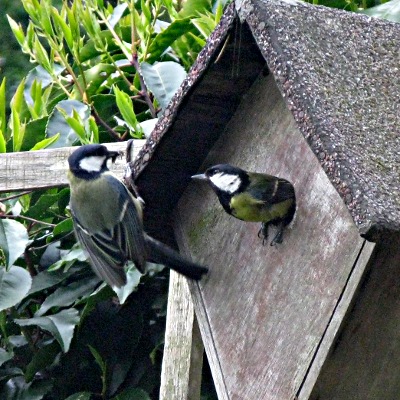 Picture of Great Tit, © Mike Draycott