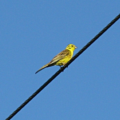 Picture of Yellow Hammer, © Mike Draycott