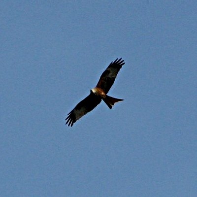 Picture of Red Kite in flight, © Mike Draycott