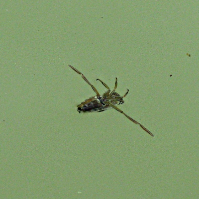 Picture of Water Boatman © Mike Draycott