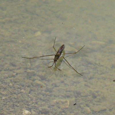 Picture of Pond Skater © Mike Draycott