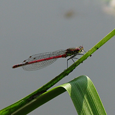 Picture of Large Red Damselfly  Mike Draycott