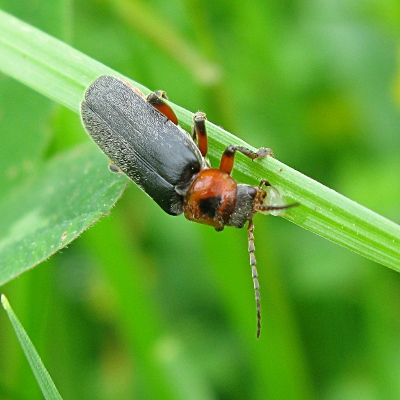 Picture of four soldier beetle  Mike Draycott