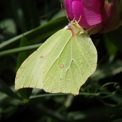 Picture of Brimstone Butterfly, © Mike Draycott