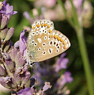 Picture of Common Blue Butterfly, © Mike Draycott