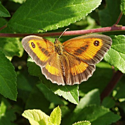Picture of Gatekeeper Butterfly, © Mike Draycott