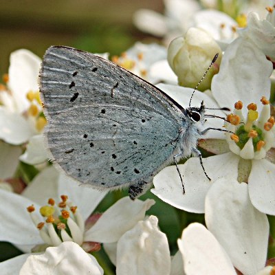 Picture of Holly Blue Butterfly, © Mike Draycott