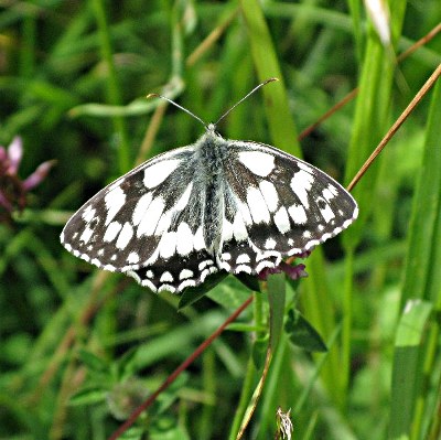Picture of Marbled White Butterfly, © Mike Draycott