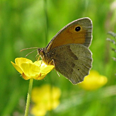 Picture of Meadow Brown Butterfly, © Mike Draycott