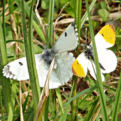Picture of Orange Tip Butterfly, © Mike Draycott