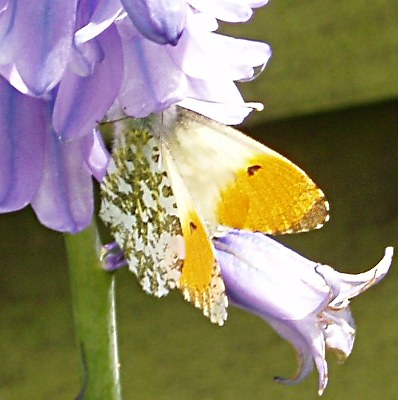 Picture of Orange Tip Butterfly, © Mike Draycott