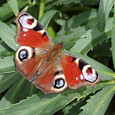 Picture of Peacock Butterfly, © Mike Draycott