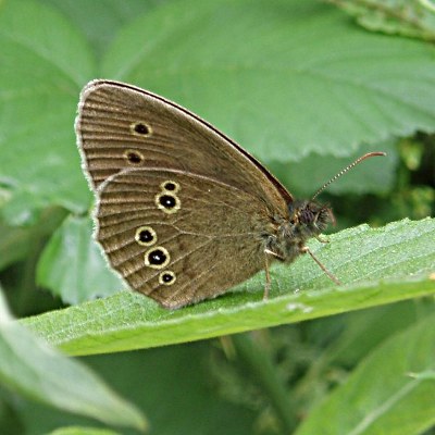 Picture of Ringlet Butterfly, © Mike Draycott