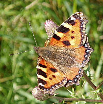 Picture of Small Tortoiseshell Butterfly, © Mike Draycott