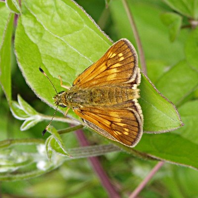 Picture of Small Skipper Butterfly, © Mike Draycott