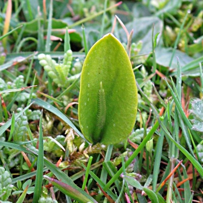 Picture of Adders Tongue Plant