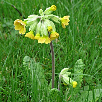 Picture of Cowslip Plant