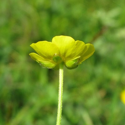 Picture of Buttercup