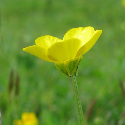 bur buttercup plant