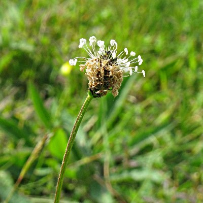 Picture of Ribwort Plantain Plant