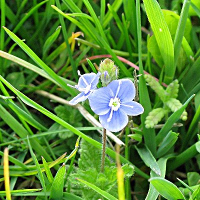 Picture of GErmander Speedwell Plant