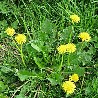 Picture of Dandelion Plant