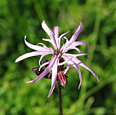 Picture of Ragged Robin