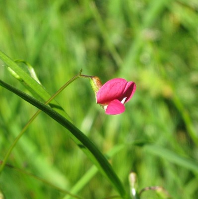 Picture of Grass Vetchling