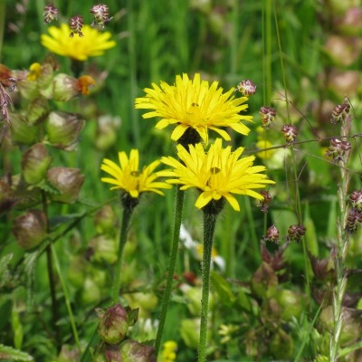 Picture of Rough Hawkbit