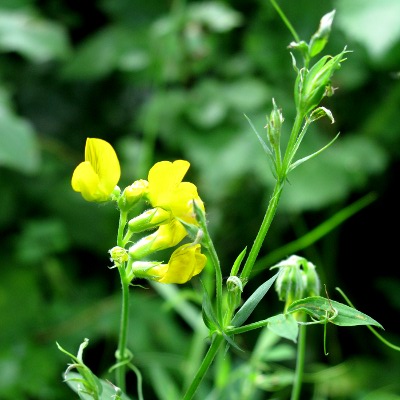 Picture of Meadow Vetchling plant