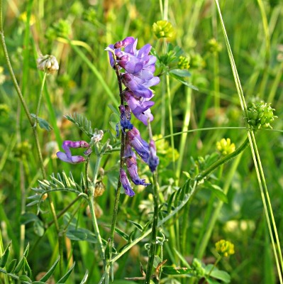 Picture of Tufted Vetch Plant