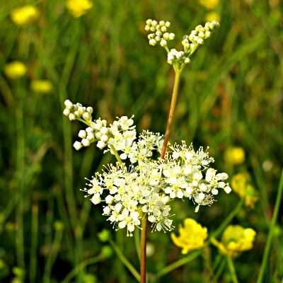 Picture of Meadowsweet Plant