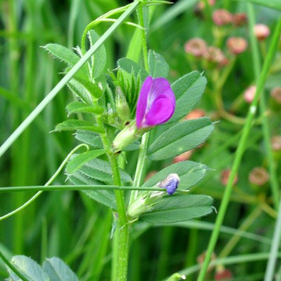 Picture of Common Vetch