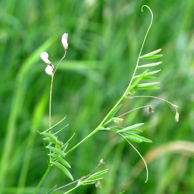 Picture of Hairy Tare plant