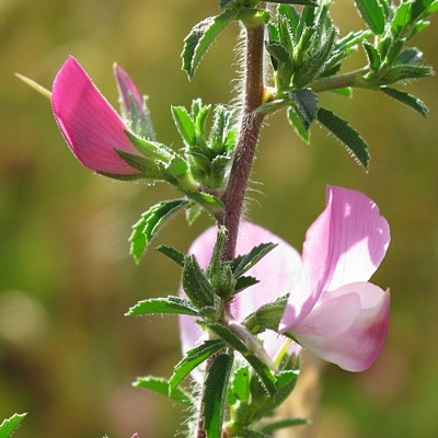 Picture of Spiny Restharrow plant © Mike Draycott