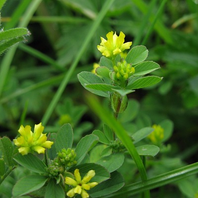 Picture of Black Medick