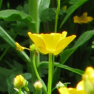 creeping buttercup family