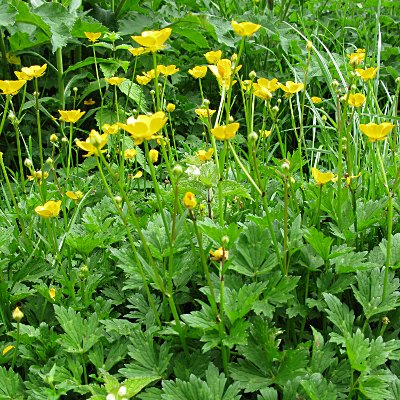 kill creeping buttercup in lawn