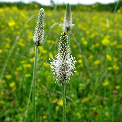Picture of Ribwort Plantain Plant