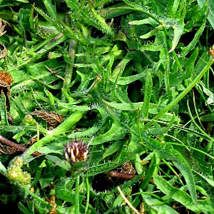 leaves of the roughhawk's beard