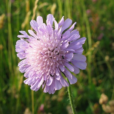 Picture of Field Scabious