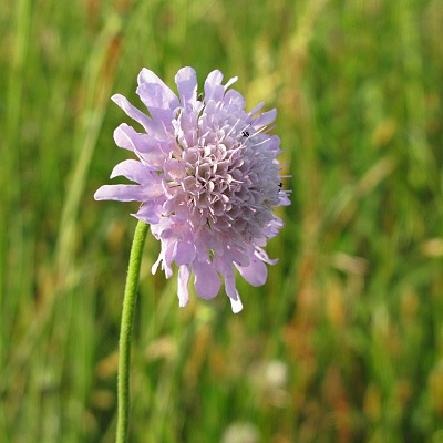 Picture of Small Scabious
