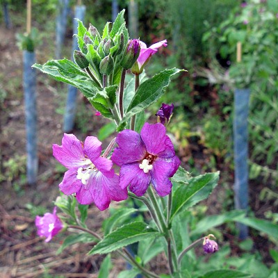 Picture of Field Scabious