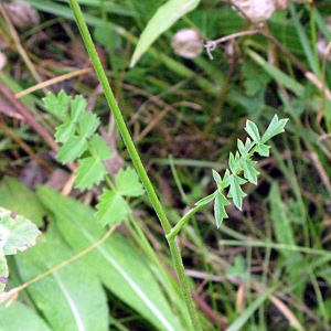 Burnet saxifrage leaves