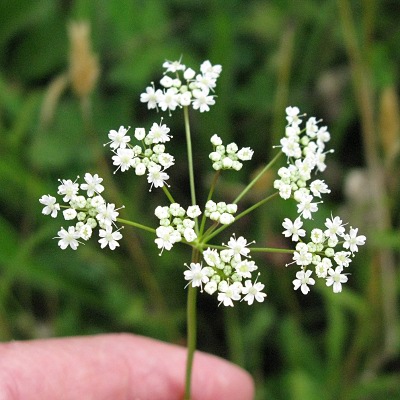 Picture of Burnet Saxifrage