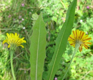 comparison cats ear + hawkbit