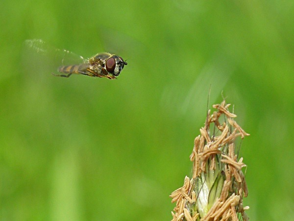 photo of Hoverfly