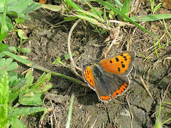 photo of Small Copper Butterfly