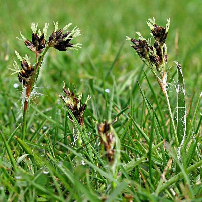 Picture of Field Wood-rush Plant © Mike Draycott